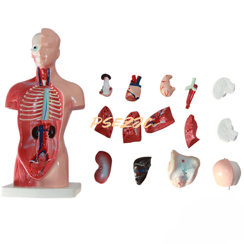 

Анатомический органный ствол из ПВХ, 26 см, модель, обучающие и медицинские принадлежности, анатомия