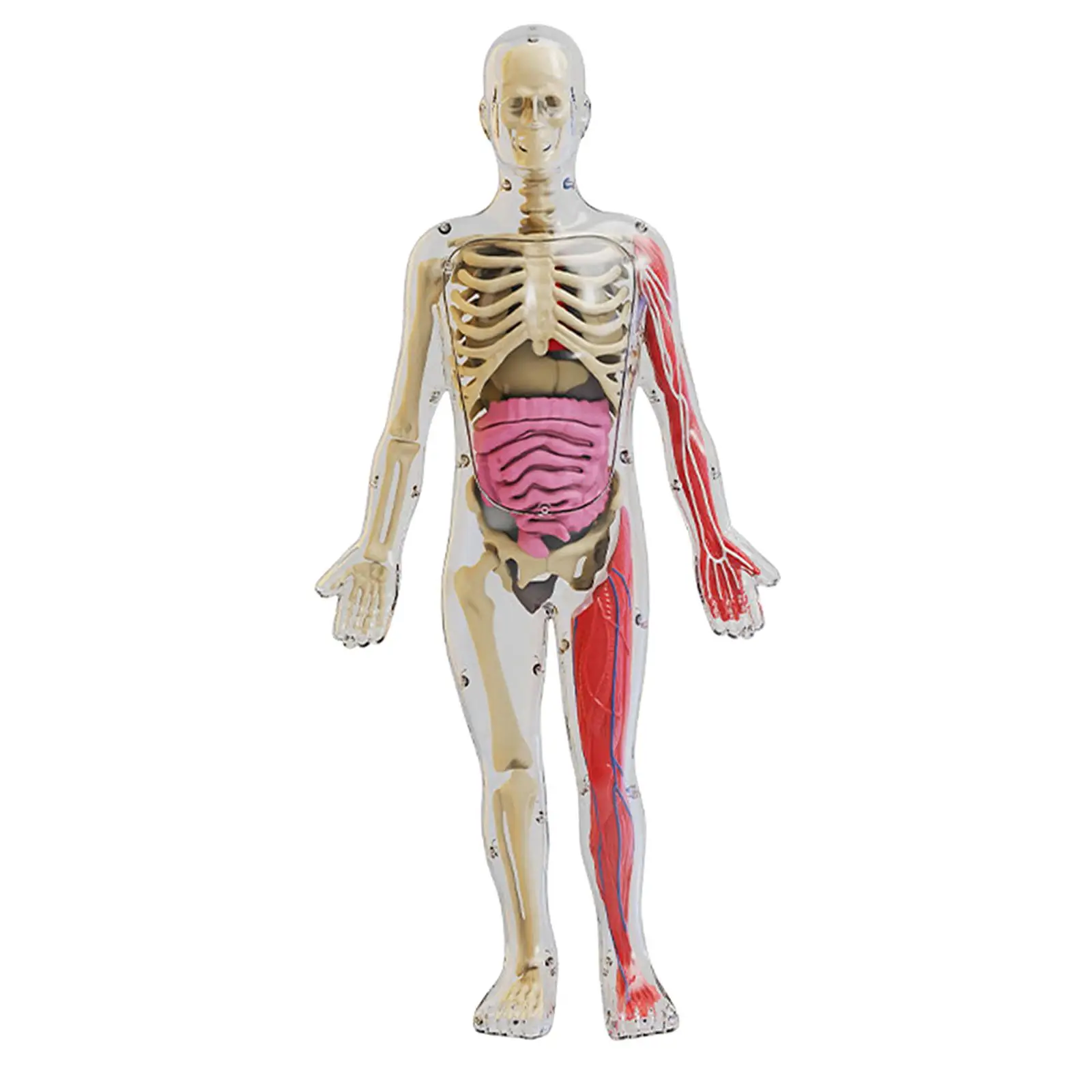 Human Body Model Organs Figure that Glows in The Dark Teaching Props for Boys and Girls