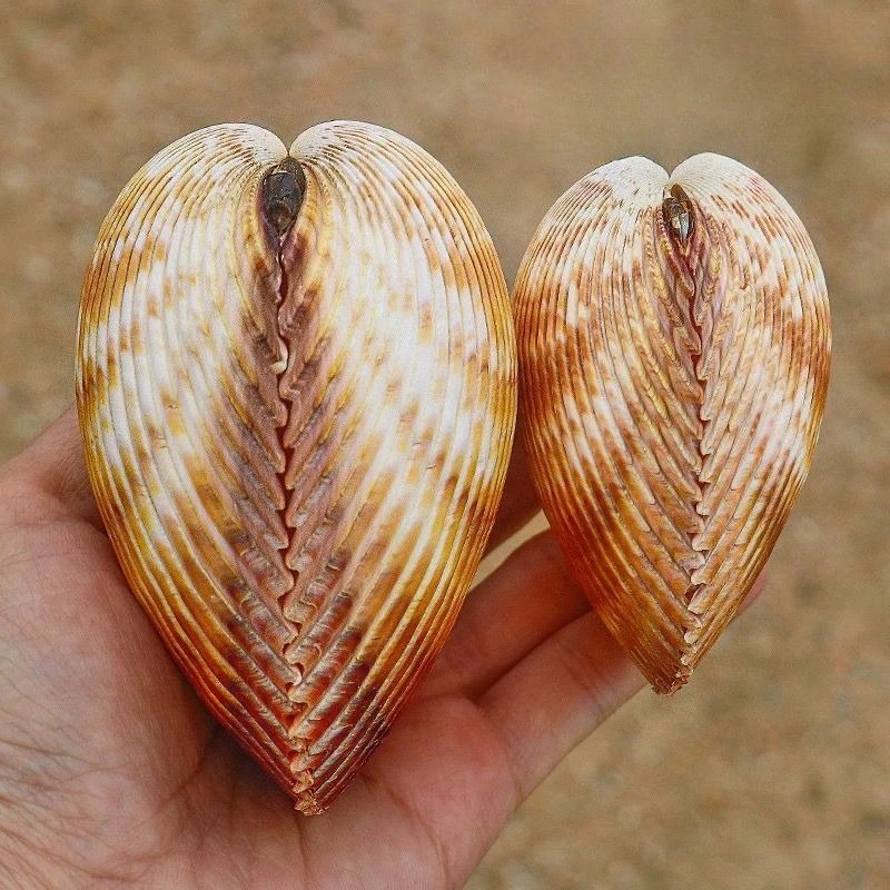 Natural Conch Shell, Bird Tail Clam Decoration, Home Specimen Collection, Heart-shaped Couple Shell