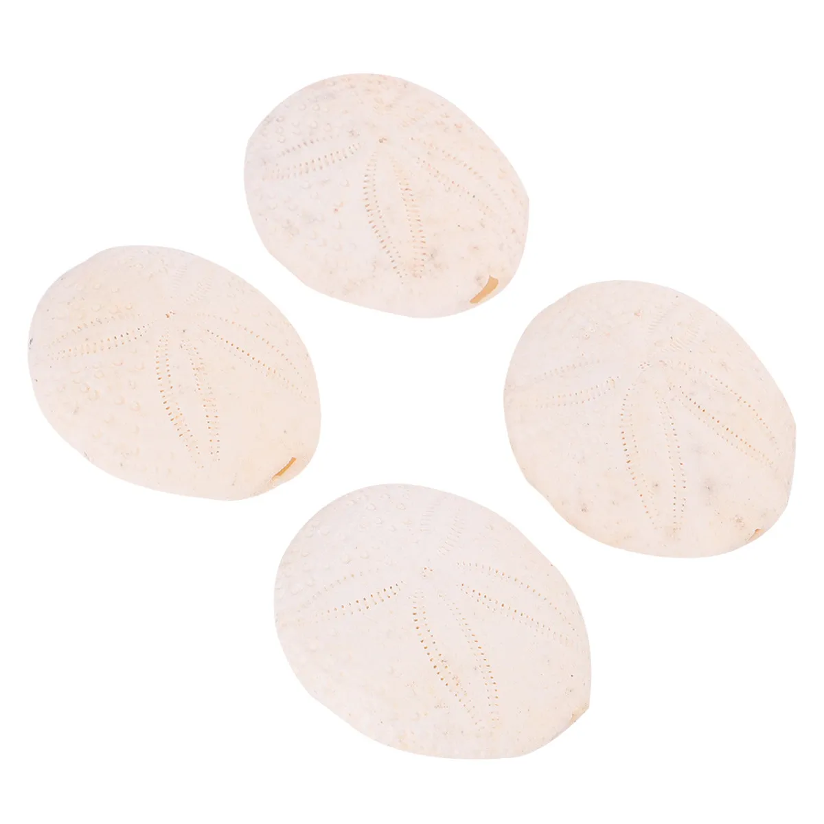 Natural Conch Sea Urchin Shells 6 Piece Set for Beach Wedding Decor DIY Crafts Floral Vase Filler