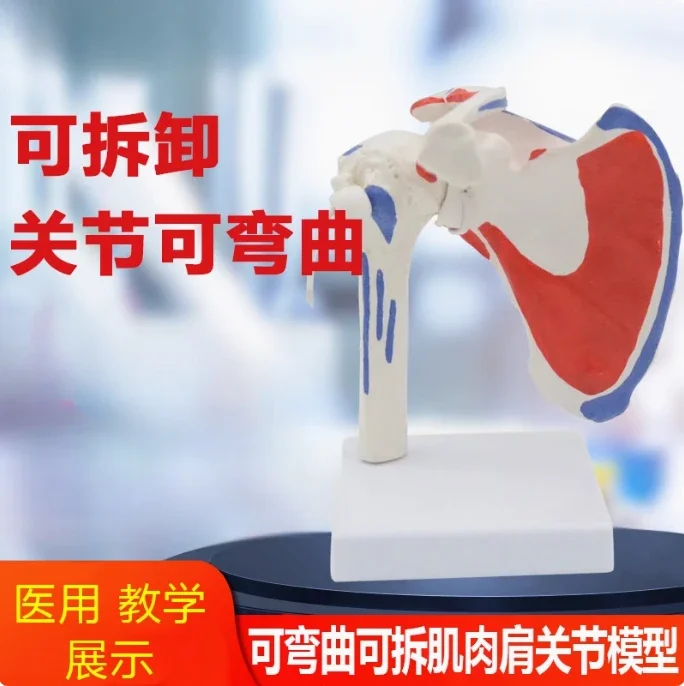 1:1 Life-sized 2parts Detachable Human Shoulder Joint Model Clavicle Shoulder Arthroscopy Surgery Demonstration Bone Model
