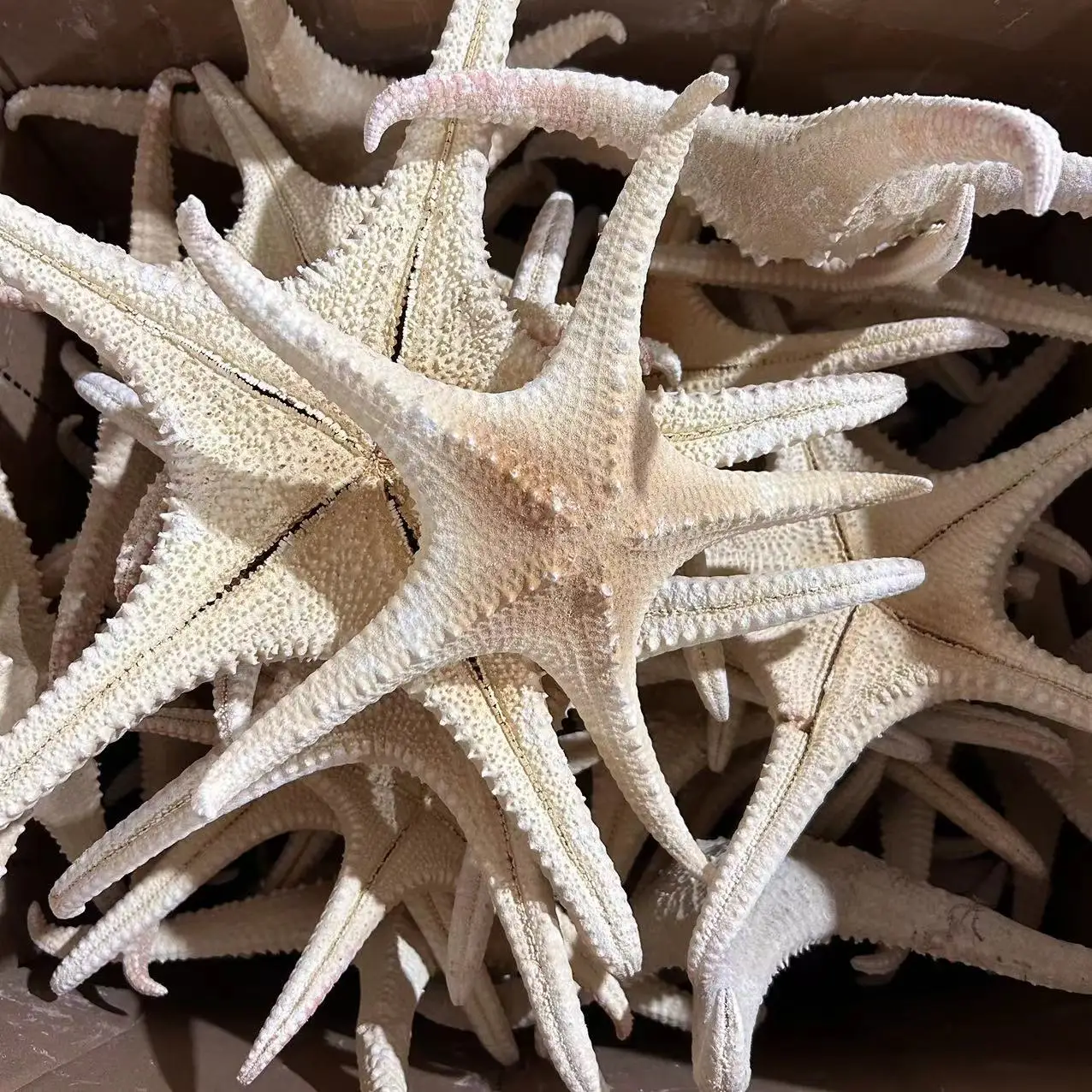 Natural Shell Conch Window Landscaping, Mediterranean Decorative Bread Star Micro Landscape, Furnishing articles Starfish