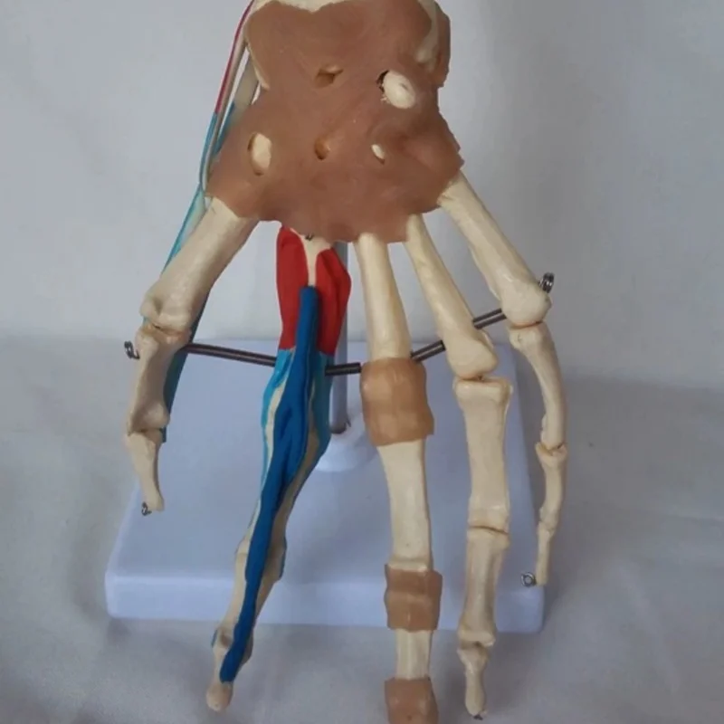 

Human hand joint vascular and ligament function model, bone model, medical training model, desktop ornament