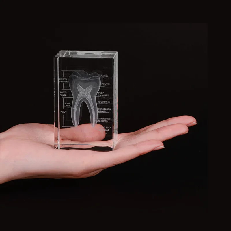 

3D Human Oral Cavity Tooth Crystal Model Laser Etched Anatomical Model For Science Office Medicine Decoration Dentists Gifts