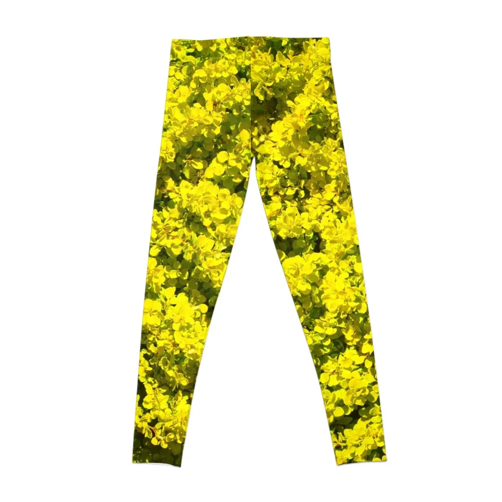 Yellow flowering Shrubs Golden Template Woadwaxen Leggings Women sportwear sports for Womens Leggings