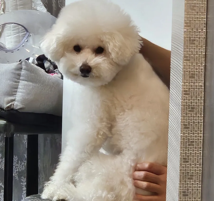 구매후기