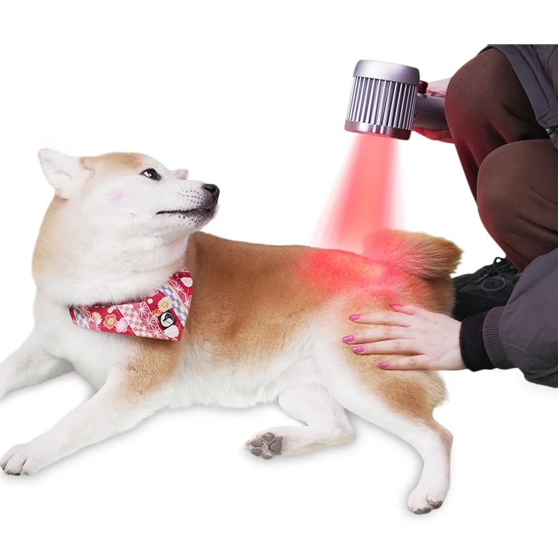 High-Power Veterinary Laser Therapy Device for Equine Surgical Medical Treatment for Dog