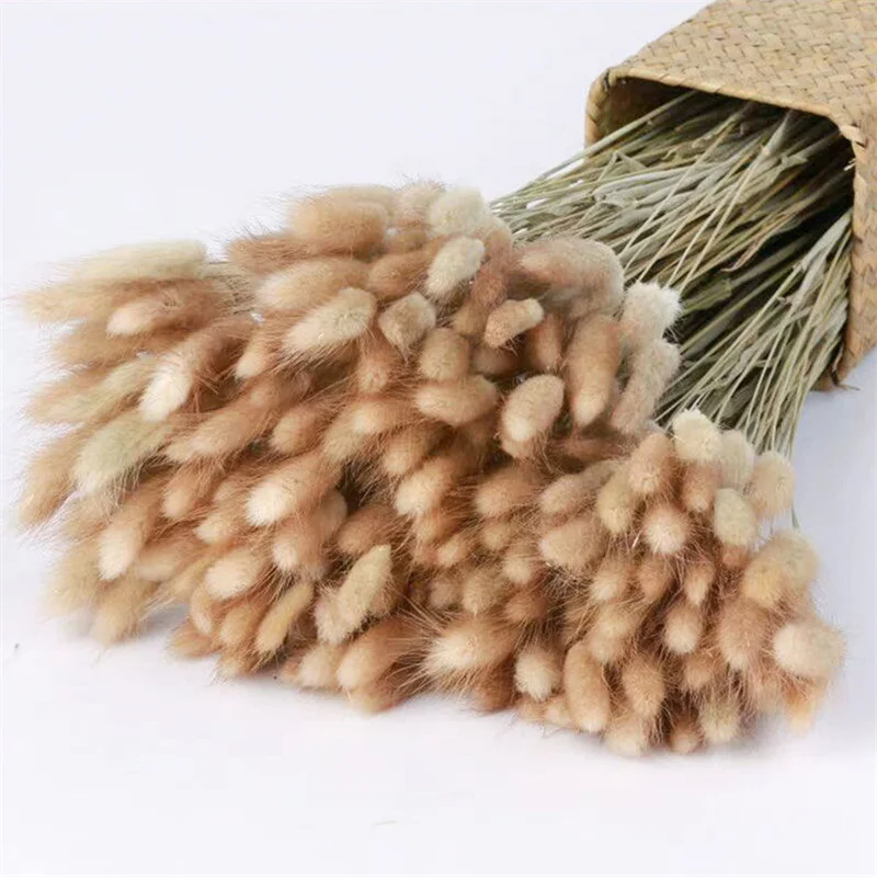 

Real Flower Bouquet Natural Dried Flowers Lagurus Ovatus Rabbit Bunny Tail Grass Bunch for Home Wedding Decor Country Decoration