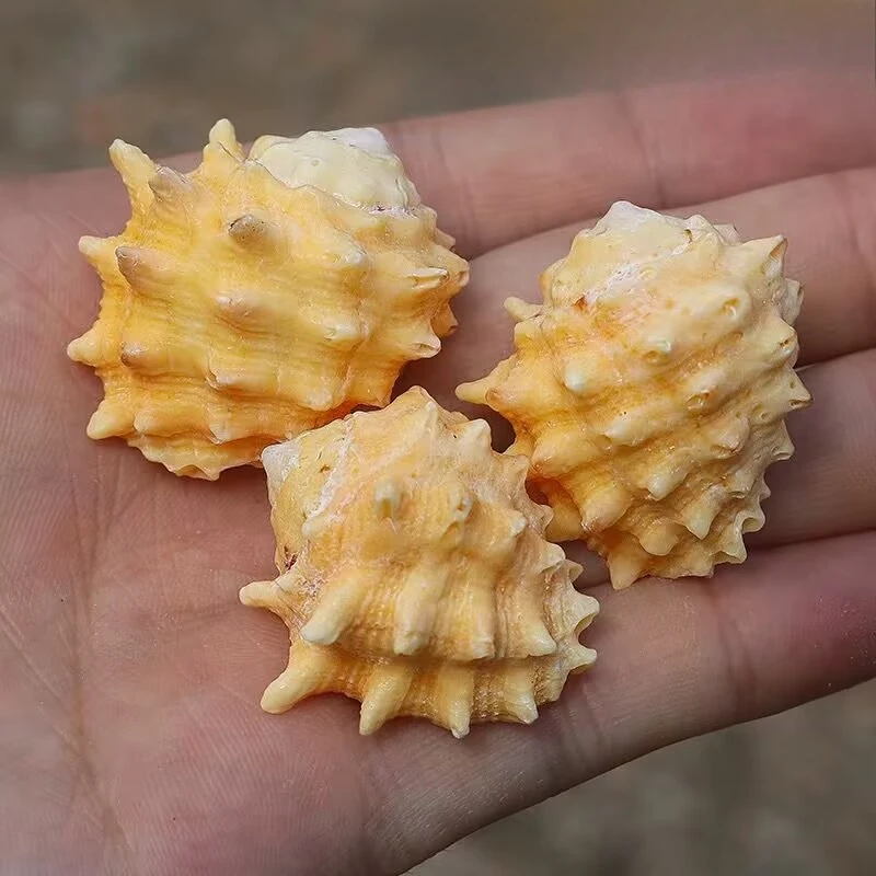 

Natural Shell Conch Powder Mouth Rock Snail Purple Mouth Rock Snail Specimen Snail Aquarium Decoration