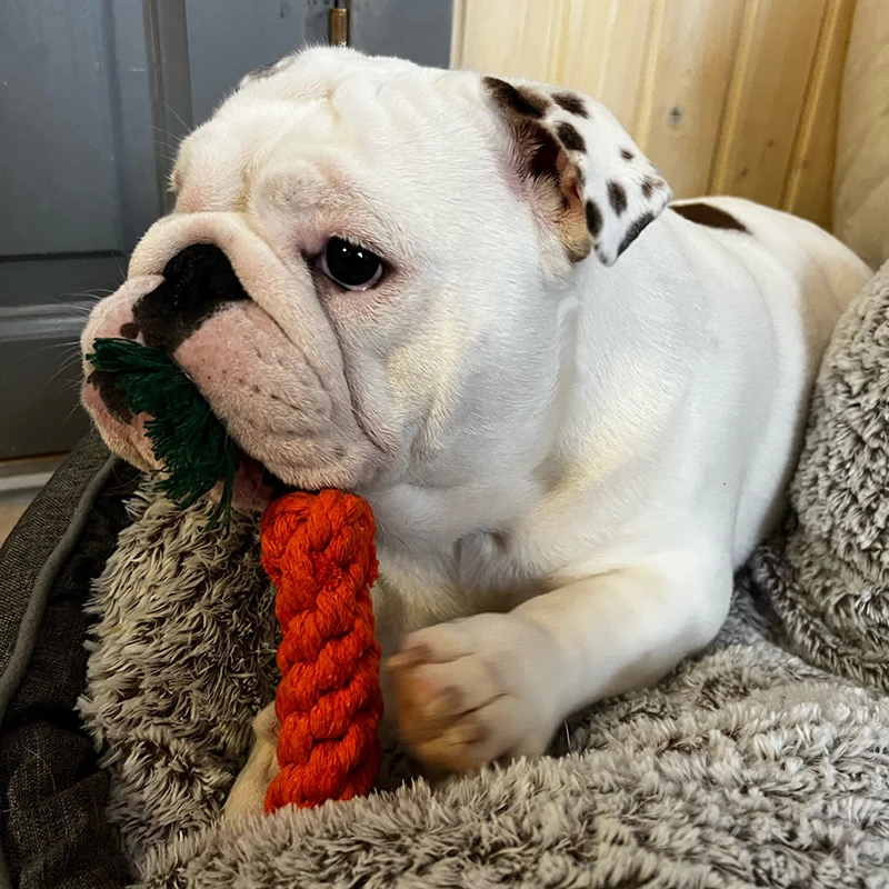 Puppy Dog Chew Toys corde bastone molare resistente al morso per cani di piccola taglia Chihuahua Bulldog francese pulizia dei denti giocattolo