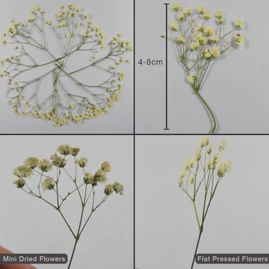 100 قطعة زهور مجففة مضغوطة حقيقية صغيرة بيضاء جيبسوفيلا نفس الطفل لدعوة الزفاف الراتنج لتقوم بها بنفسك الفن زينة الأزهار #3