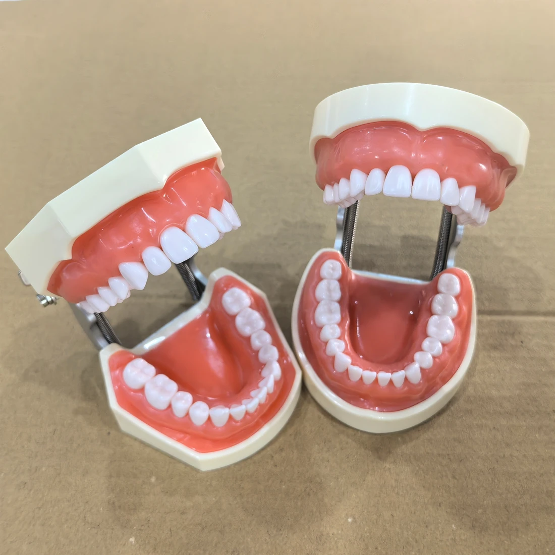 

Dental Simulation Head Model with Resin Teeth Soft Gums for Endodontics Teaching Dentistry Tooth Model Phantom
