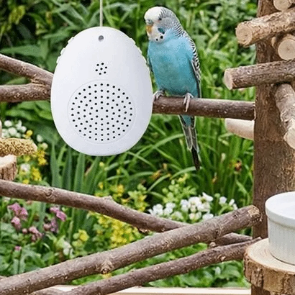 Recording Bird Learning Machine Playback Timer-Controlled Parrot Teach Talking Interactive Multi Segment Audio Source