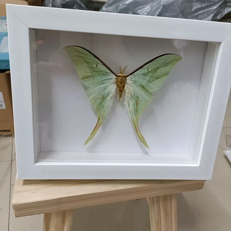 

Actias Selene Real Butterfly Silkworm Moth Specimens Handicrafts Insect Decorations Paintings Home Ornaments Collection Gifts