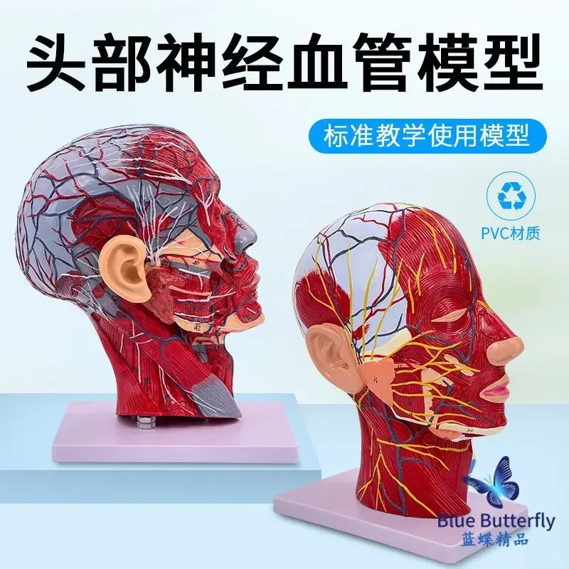 

Anatomical Model Of Facial Muscles, Blood Vessels, And Nerves In The Human Body: Head Sagittal Section Cosmetic Microplasty