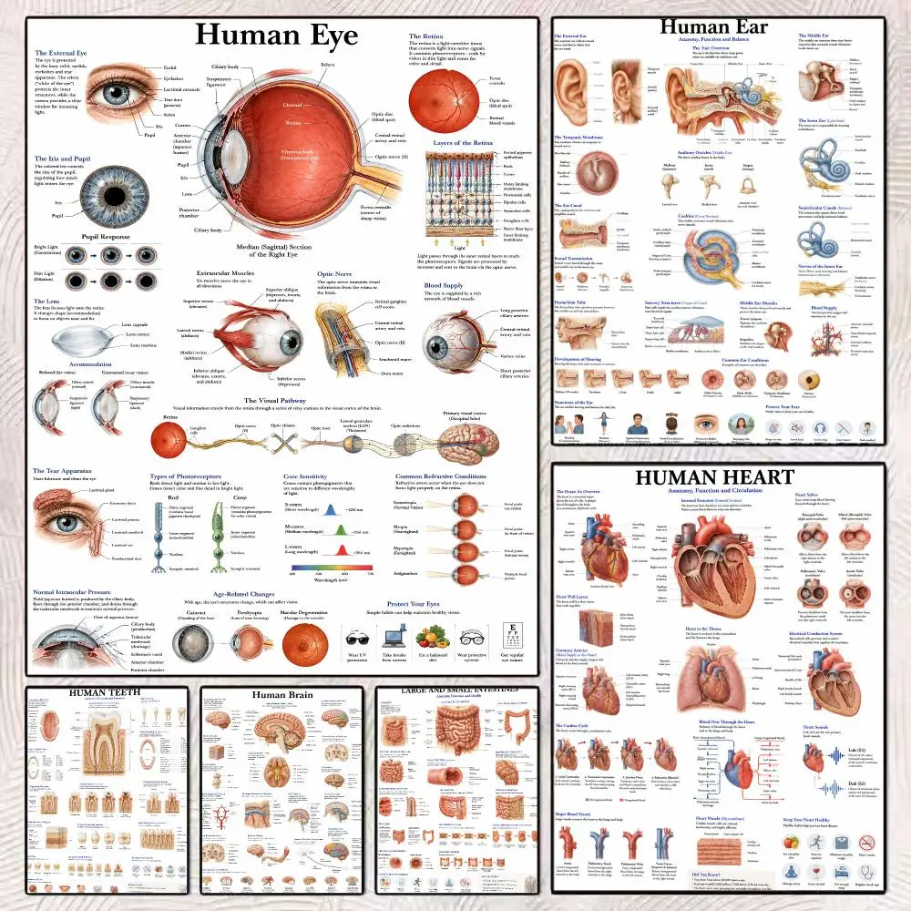 Human Eye Anatomy Muscles System Painting Calligraphy Aesthetic Canvas Wall Poster Modern Room Bedroom Cafe Wall Artwork