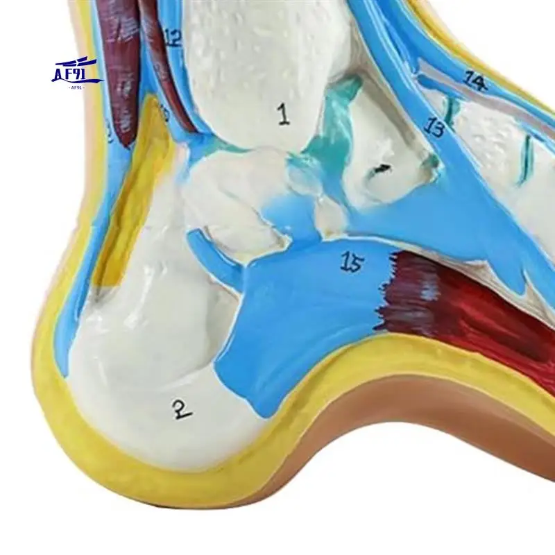 

AF91-Foot Anatomy Model, Human Anatomy Foot Model, Normal Flat Arched Foot Model, Human Foot Muscle Model Flat Feet