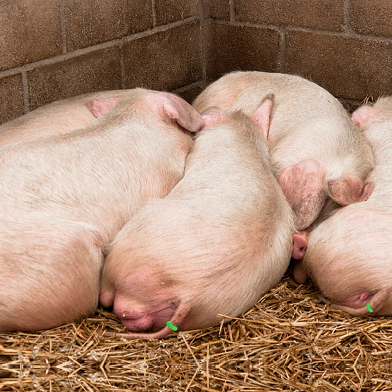 Stainless Steel Sheep Broken Tail Castration Forceps Expansion Clamp Elasticity Rubber Castration Rings Farm Animal Bloodless