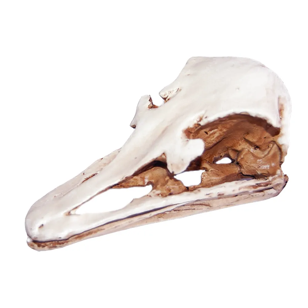 1pcs-realistic-animal-skull-ostrich-skull-resin-decor-desktop-party-haunted-house-bone-ornament-haunted-house-decor