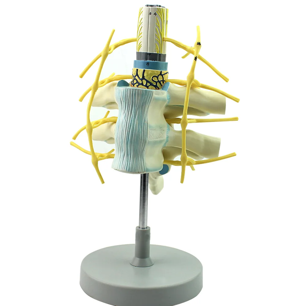 Amplified model of spinal cord and spinal nerves