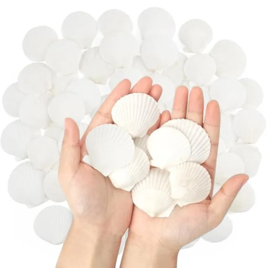 

50 PCS tural Sea Shells 1.6" to 2" White Scallop Shells for Painting Crafts Wedding Decor Beach Theme Party Aquarium Fish Tank