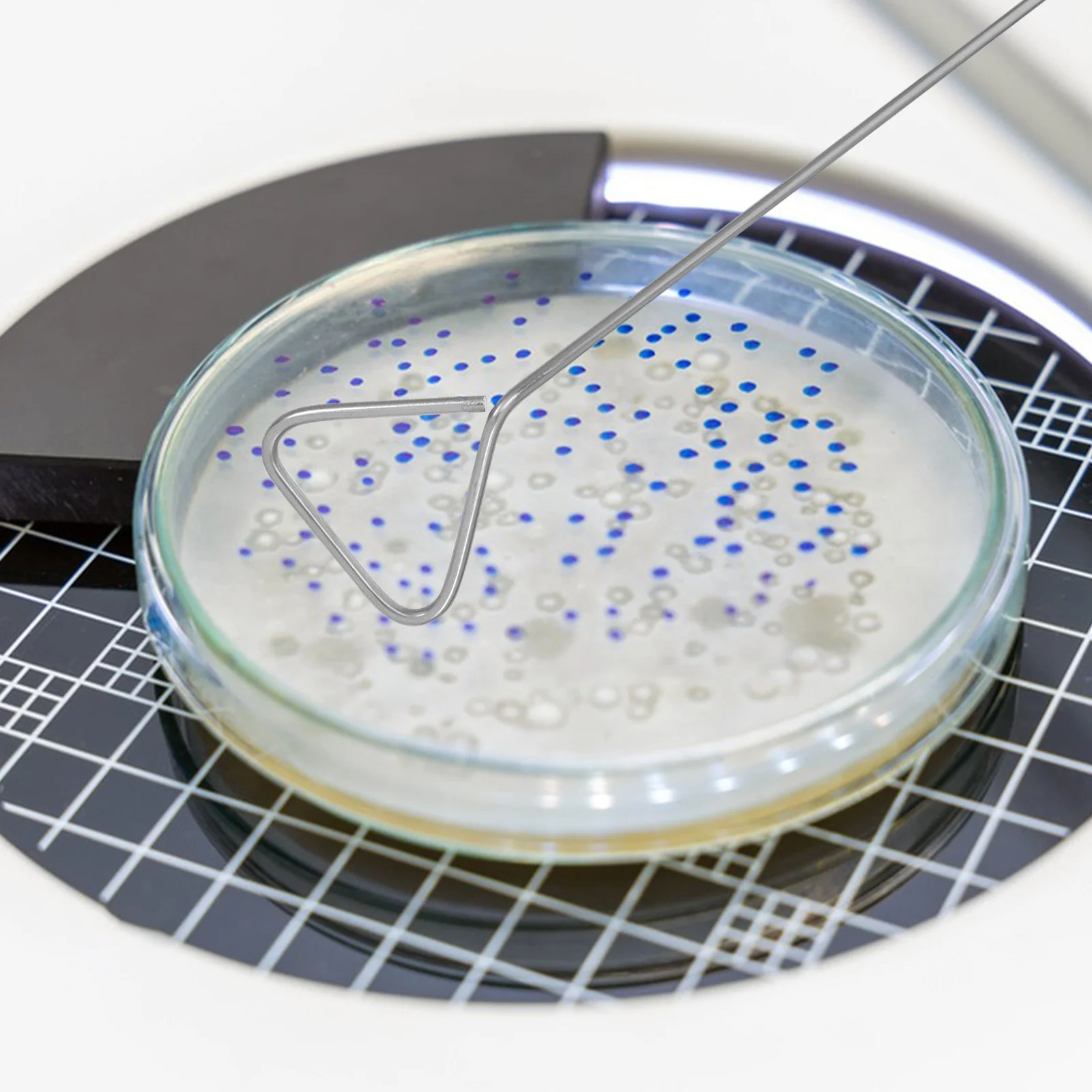 6 szt. Trójkątnych szpatułek Petriego ze stali nierdzewnej do rozsiewania komórek laboratoryjnych, narzędzie do eksperymentów hodowlanych, akcesoria laboratoryjne, pomoce dydaktyczne