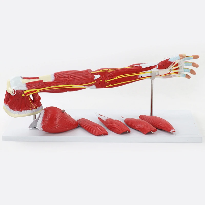 1:1 Life Size Limb Muscle Arm Joint Function Anatomy Model Human Bone Skeleton Medical Teaching Supplies