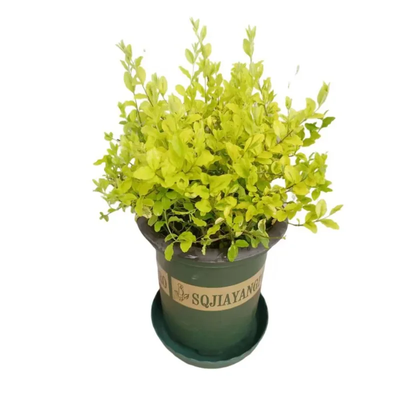 

Lemon Light Garden Greening Heat-resistant and Cold-resistant Perennial Flower Mirror Landscaping Plant