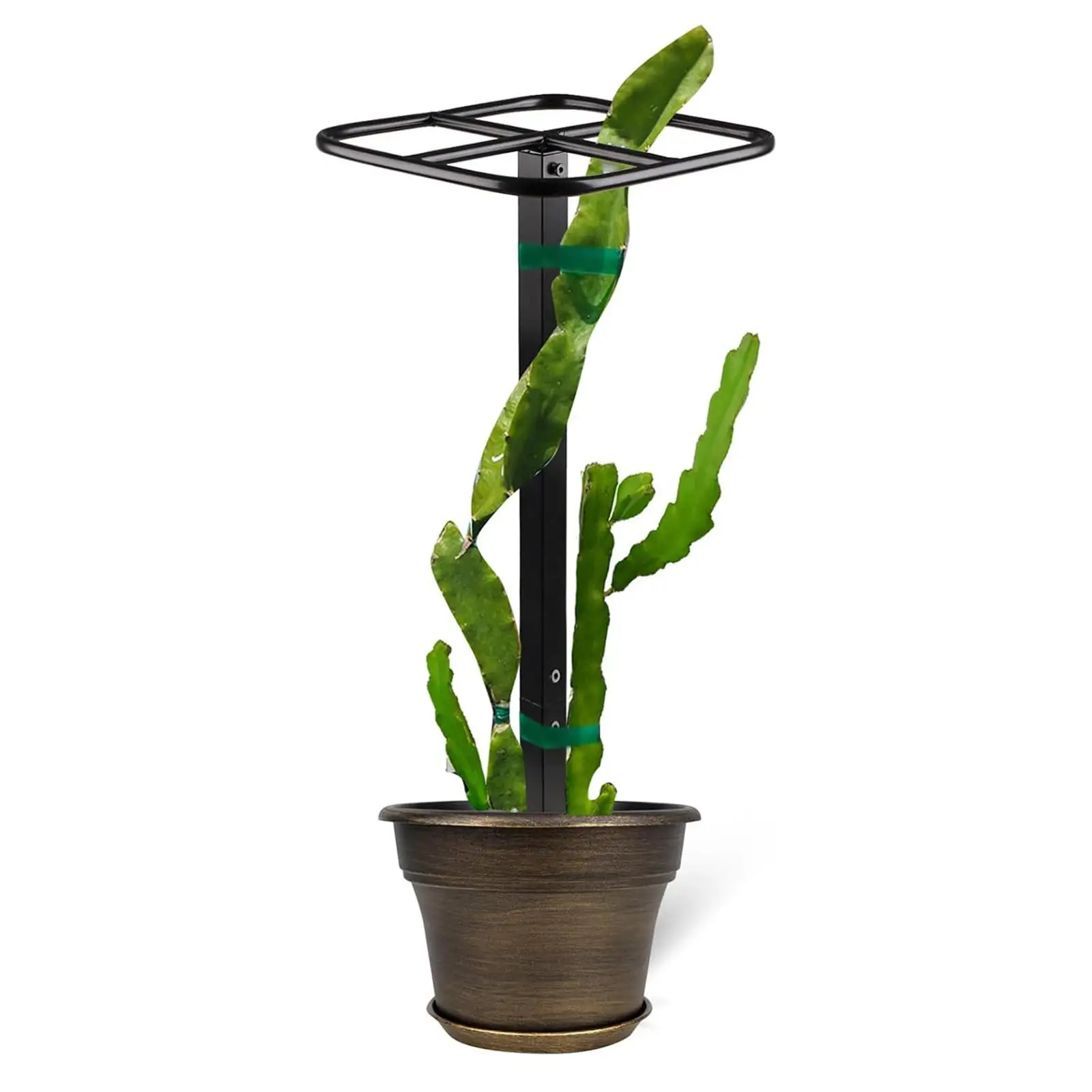 

Dragon Fruit Trellis Decorative Garden Trellis for Balcony Flowers Backyard