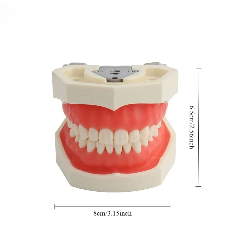 28 نموذج لشكل الأسنان لتدريب فني الأسنان الفك Typodont نموذج طب الأسنان القياسي نموذج تعليم الأسنان مع اللثة الناعمة