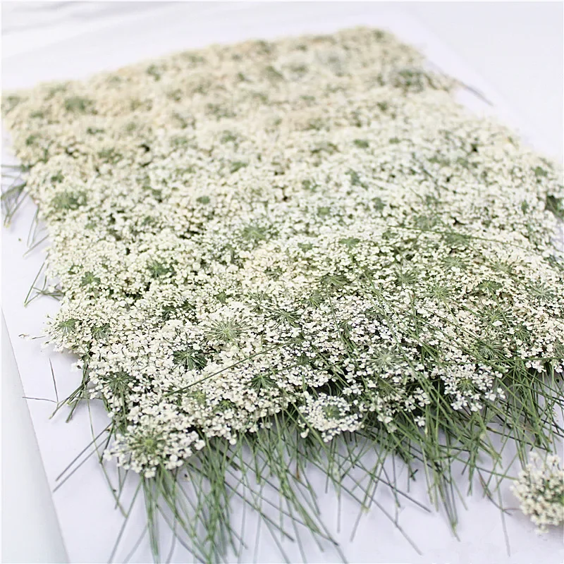 100 stücke, Gedrückt weiß Spitze blumen mit Stamm, natur Echte Blume für DIY Hochzeit einladung kunst lesezeichen Geschenk Karte, Duft kerzen