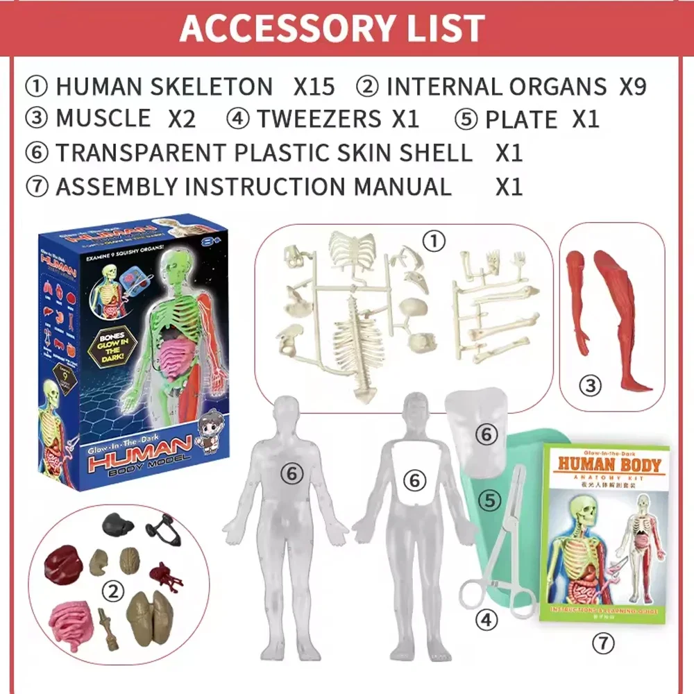 Glow in the Dark Human Skeleton Organ Anatomy Scientific Model Kit Assembly 3D Educational Human Body for Kids Chiristmas Gifts