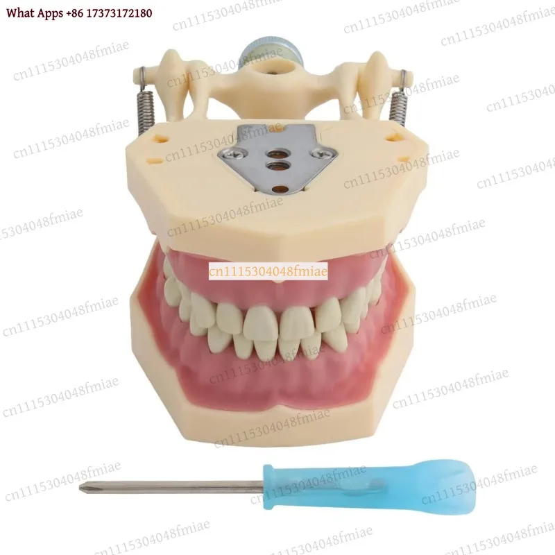 k3 Dental Typodont Teaching Model Compatible for Frasaco, 32 Pcs Screw-in Teeth for Clinical Demonstration