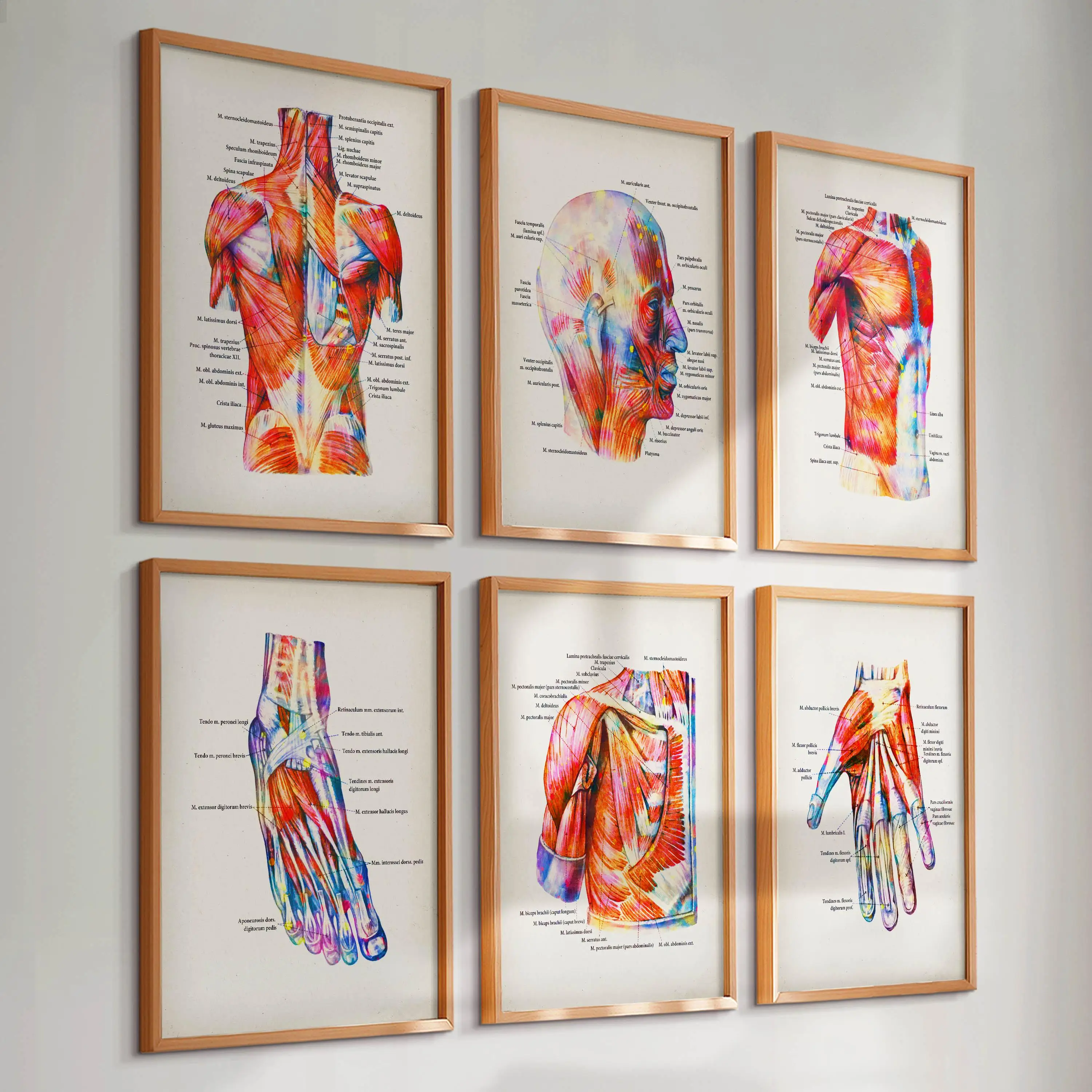 Watercolor Human Anatomy Muscle Poster Set -  Labels all the muscles Perfect for doctors massage clinics and doctor's offices