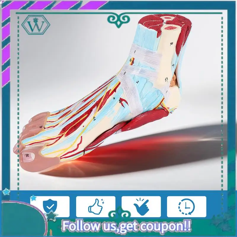 

A75Q-Foot Anatomy Model 9 Parts, Foot Joints, Including Bone, Muscles, Ligaments, Nerves And Blood Vessels Of The Human Foot