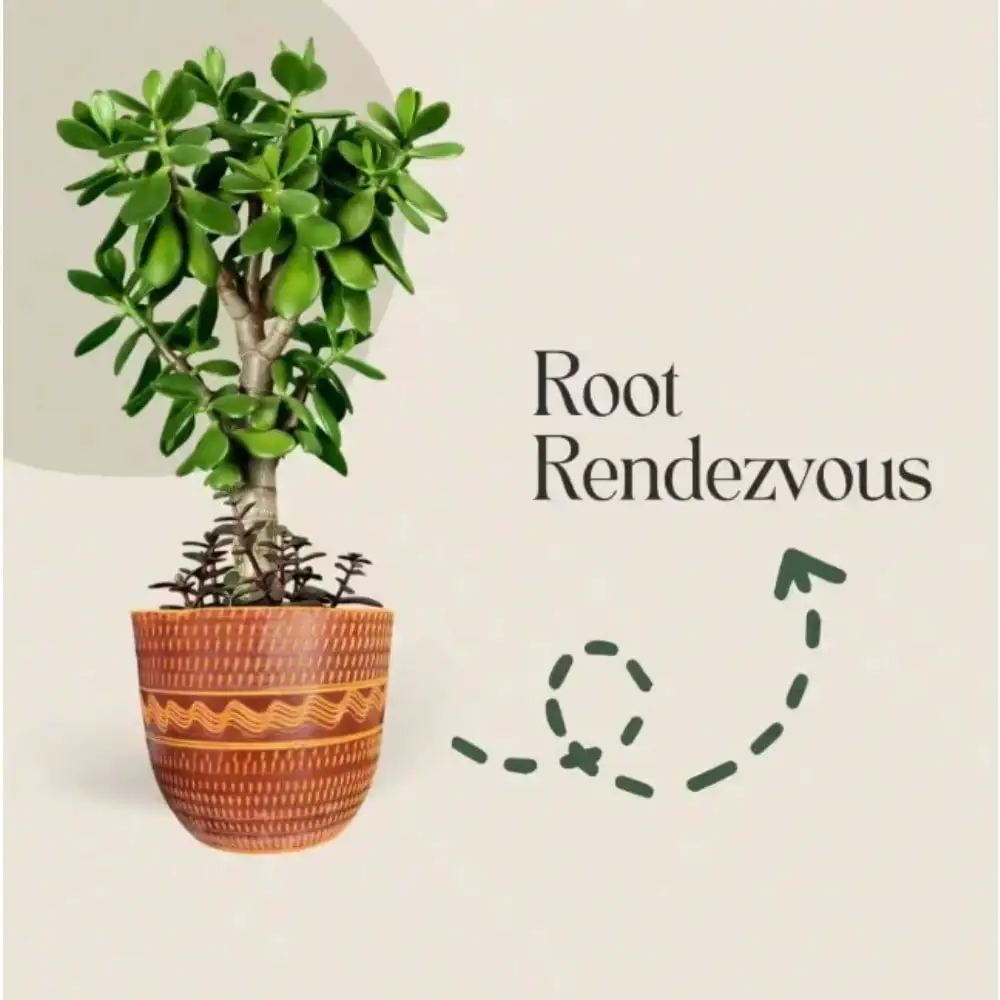 

Root Rendezvous,Flower Plant Pot for Indoor Outdoor Herb Snake Plants