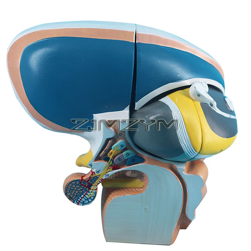 4-Part Diencephalon Telencephalon Thalamus Model, Brain Pituitary Gland Anatomy Model for Neurology Teaching