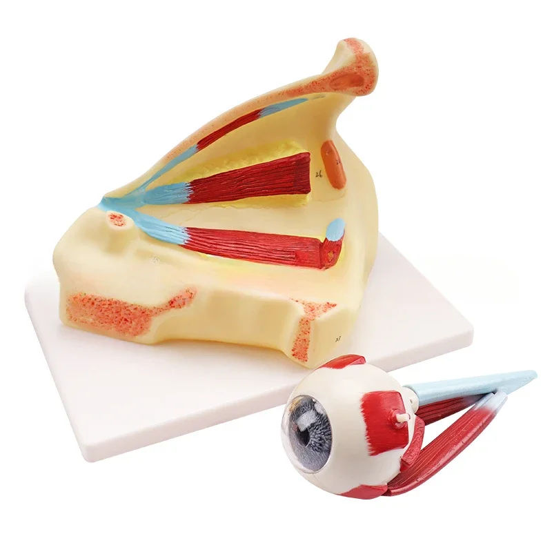 نموذج التفسير الطبي الحيوي لنطاق العين نموذج مداري