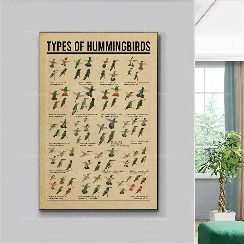 Types of vintage hummingbird posters, hummingbird knowledge posters, hummingbird illustrations, home wall decor, hummingbird art