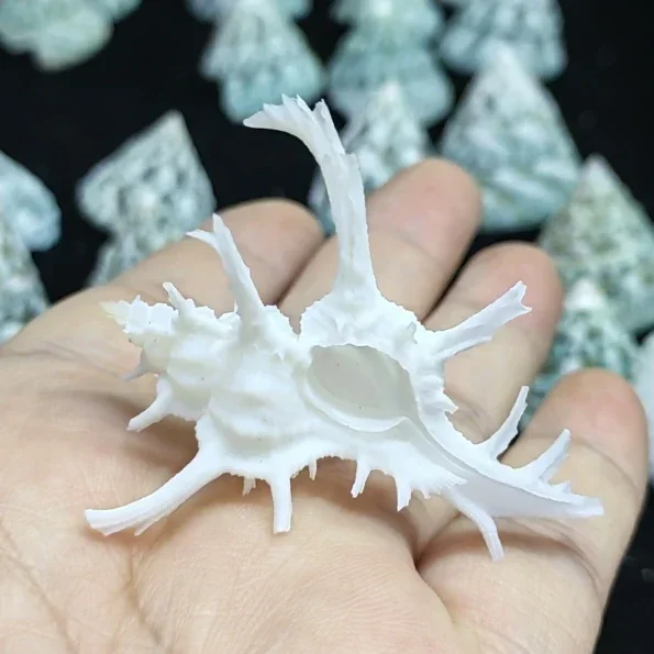 3-5.5CM Chicoreus Nobilis Natural Conch Shell Rare Specimen Collection Snail Hermit Crab Shell Replacement Fish Tank Decoration