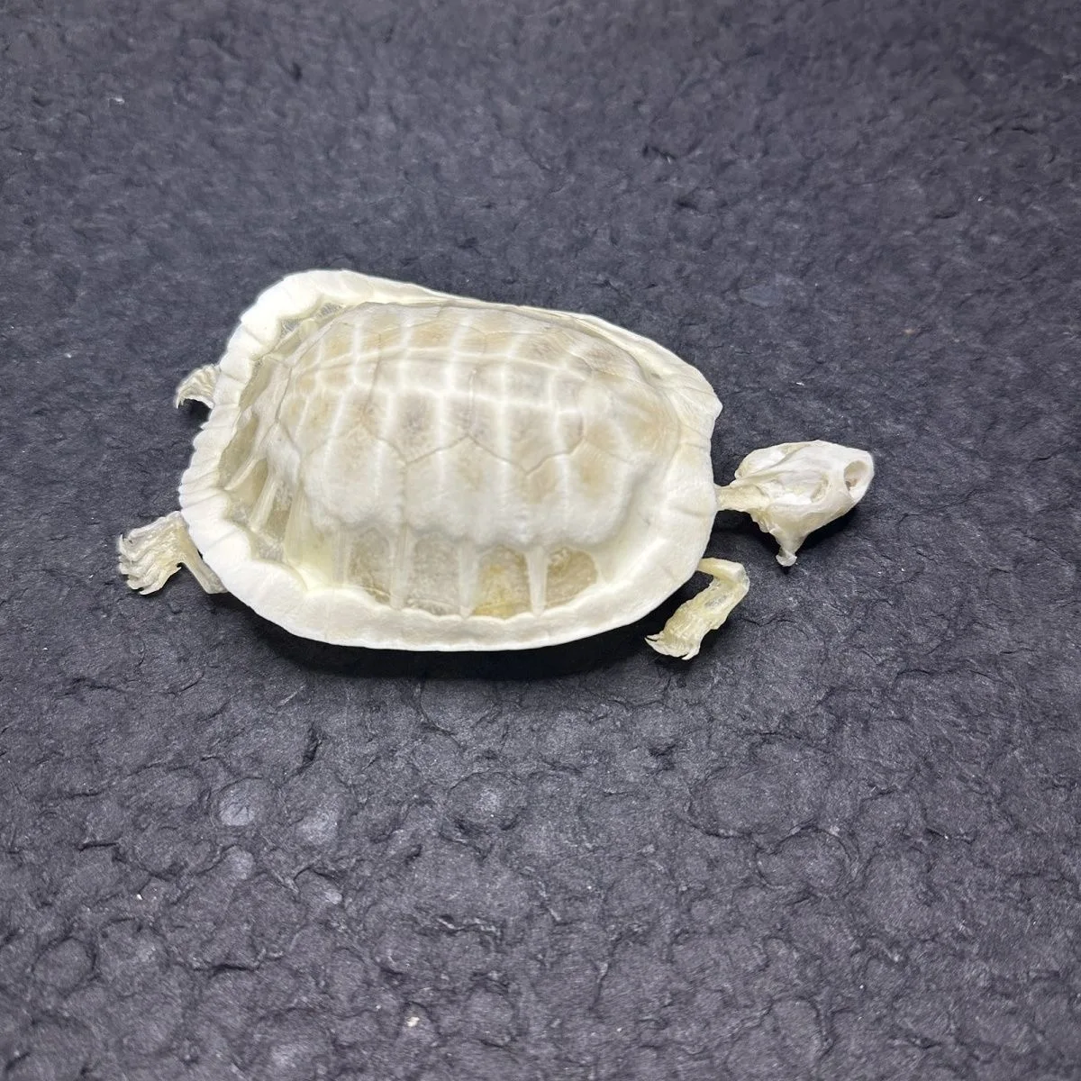 Natural Tortoise Skeleton, Complete Real Animal Bone, Taxidermy Specimen Collection Science Education Collectibles Special Gifts