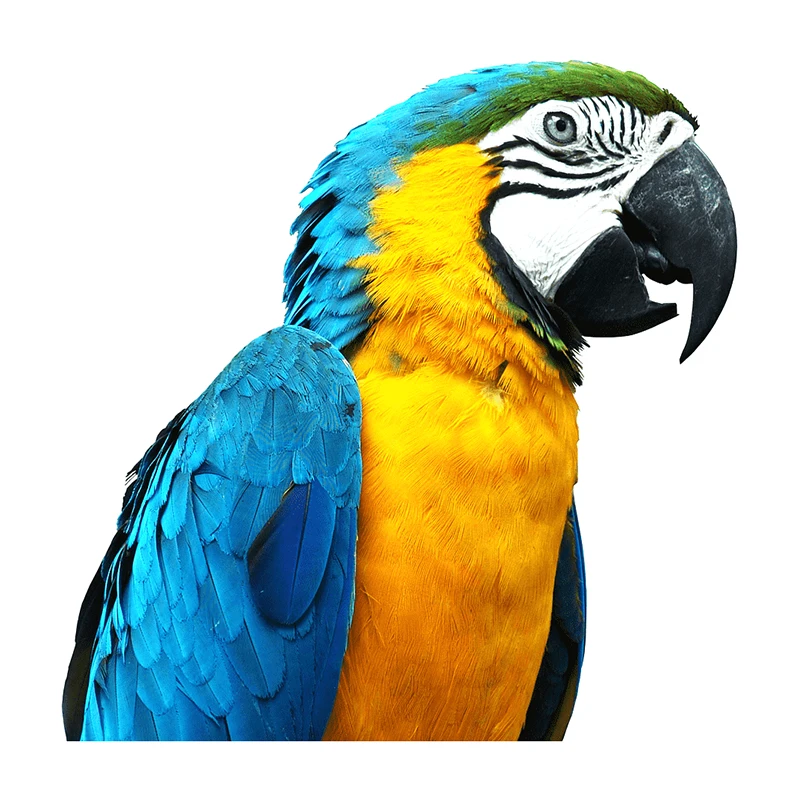 M424 Exquisite Hand Painted Color Parrot Wall Sticker Home Decoration Decals for Bedroom Kitchen Living Room Walls Decor