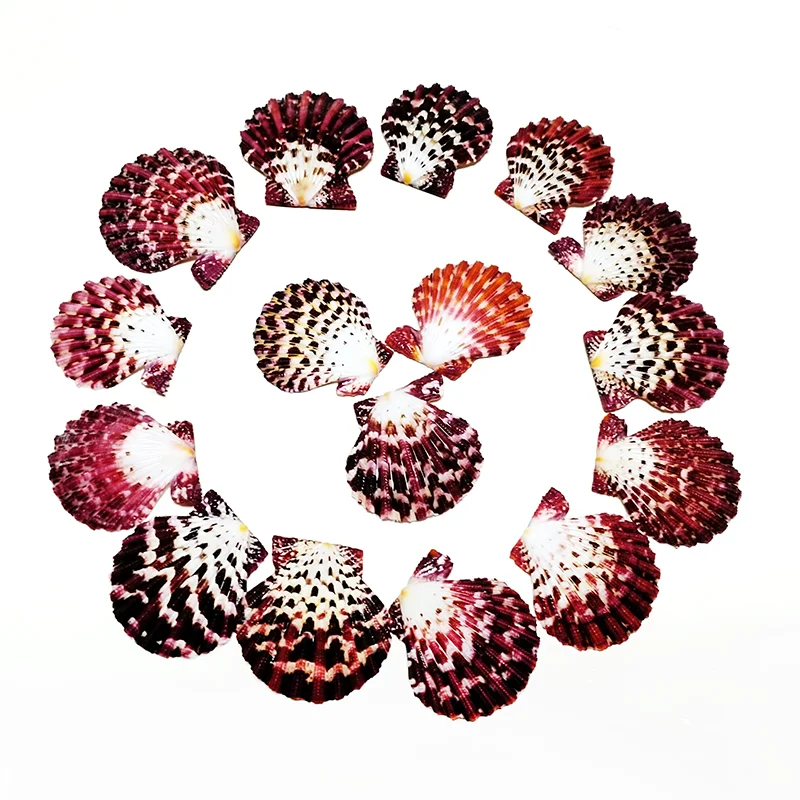 10 PCS Royal Cloak Scallop Shells Natural Cryptopecten Pallium Colorful Beads Charm for Jewelry Making Diy Necklace Accessories