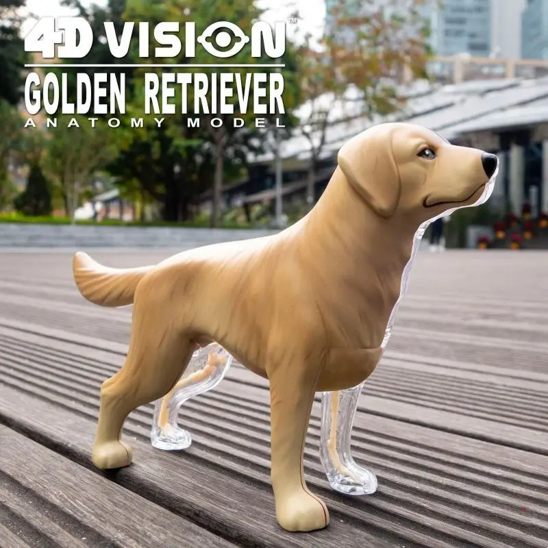 4D MASTER Golden Retriever Dog Internal Organs Skeletal Anatomy Model Animal Teaching Assembly