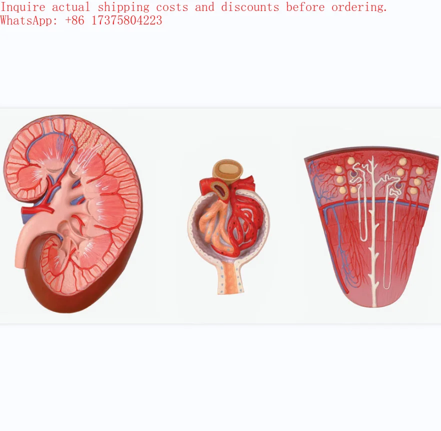 2026 Kidney, Nephron and Glomerulus, 3 parts