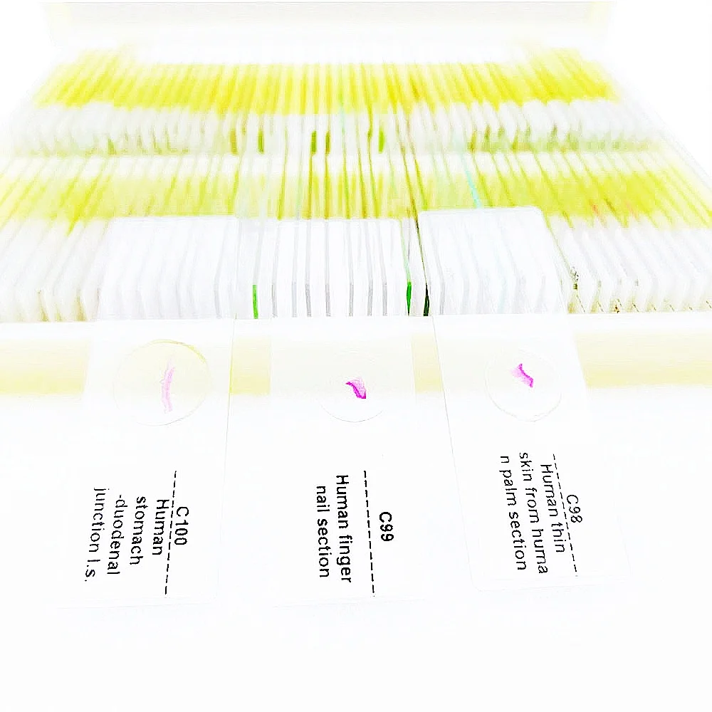100Pcs HM Histology Prepared Slides, Human Tissue Microscope Specimen Slides for Education Export standard