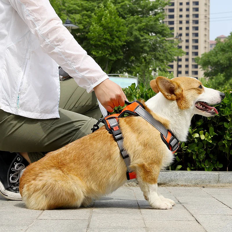 Arnés chaleco con correa para perros medianos y grandes - imagen 4