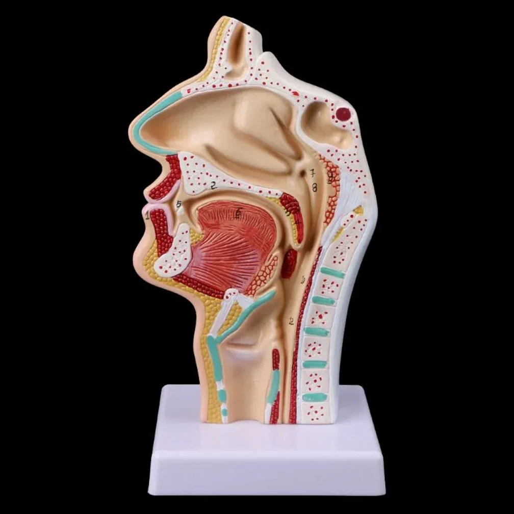 Modelo de cavidad Nasal humana, modelo de cavidad Oral, modelo anatómico de faringe y laringe, modelado de Otolaringología de cavidad faríngea