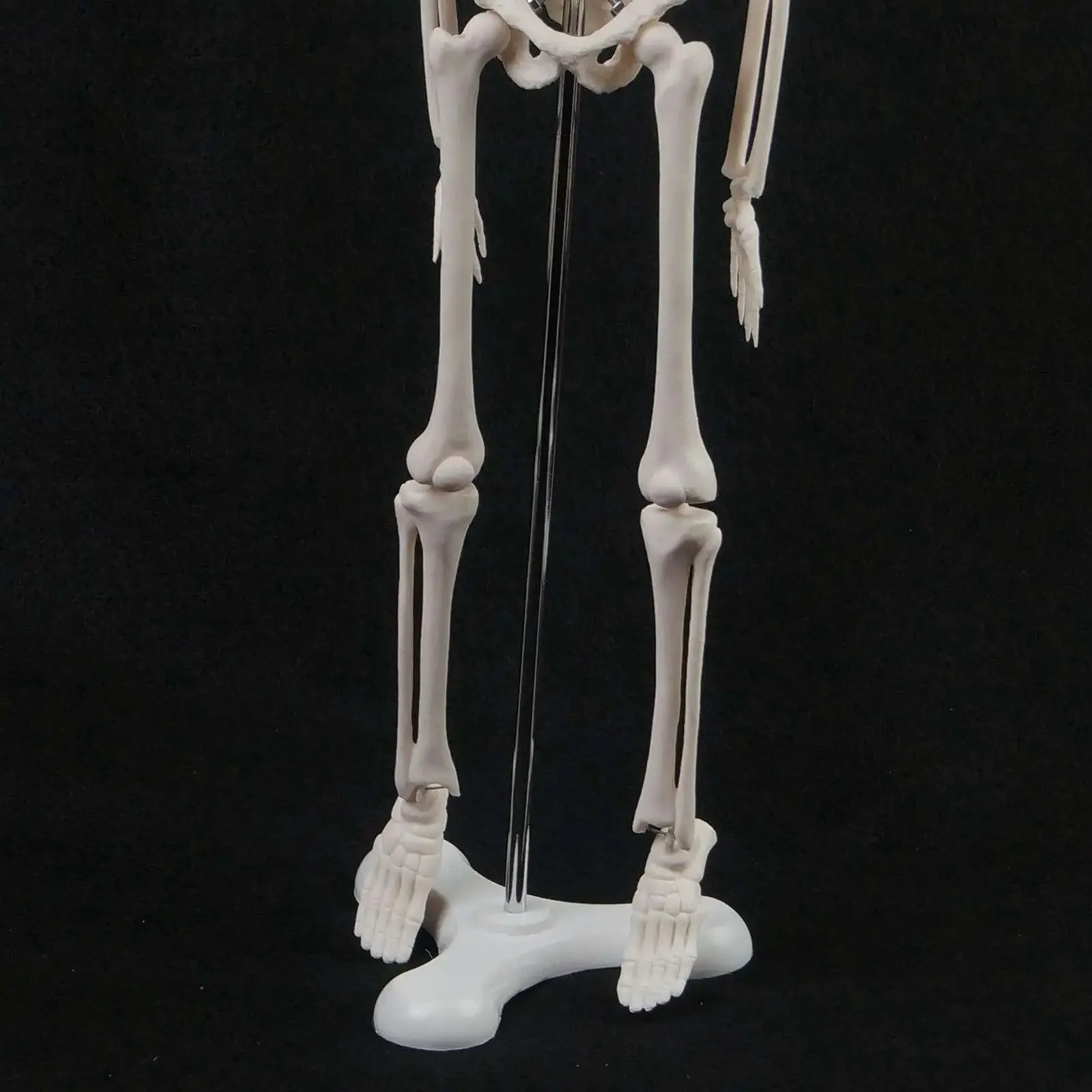 45CM Human Anatomical Anatomy Skeleton Model Medical  Poster Medical Learn Aid