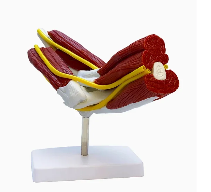 

Muscled Right Arm Elbow Vascular Ligament Skeleton Medical Teaching Model